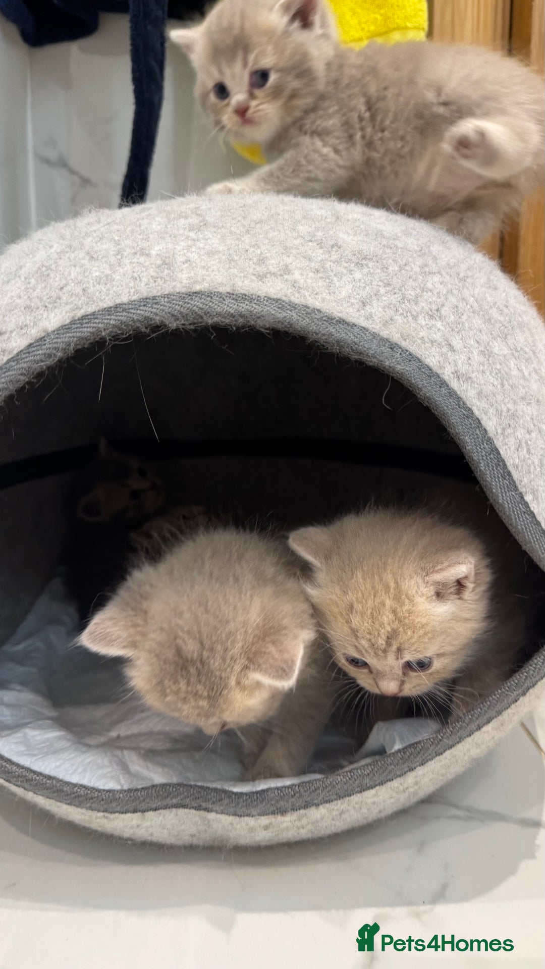 Scottish Fold cats for sale: Pedigree Scottish fold and straight kittens - Image 13