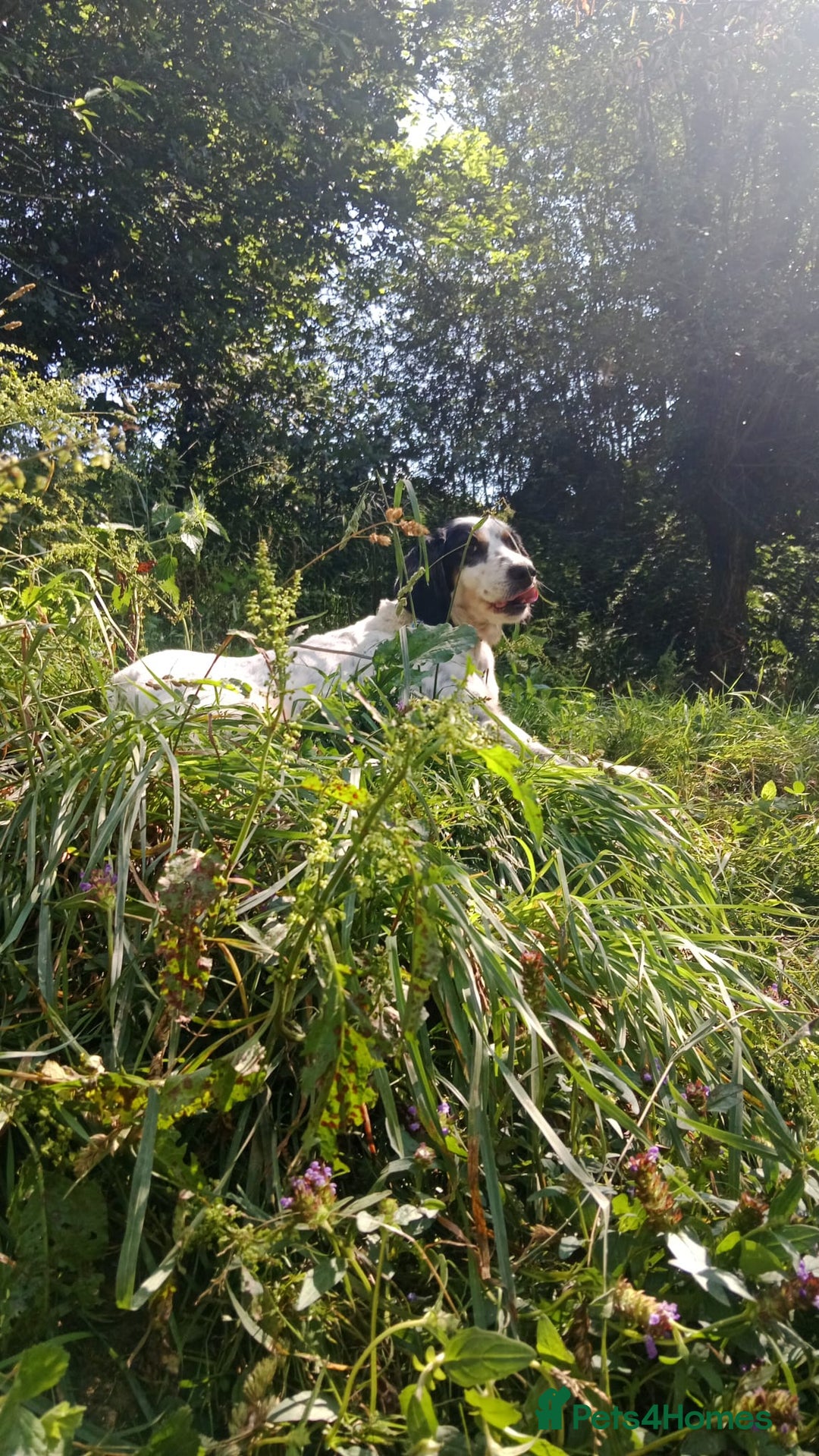 English Setter dogs for adoption: Bimba - Image 2