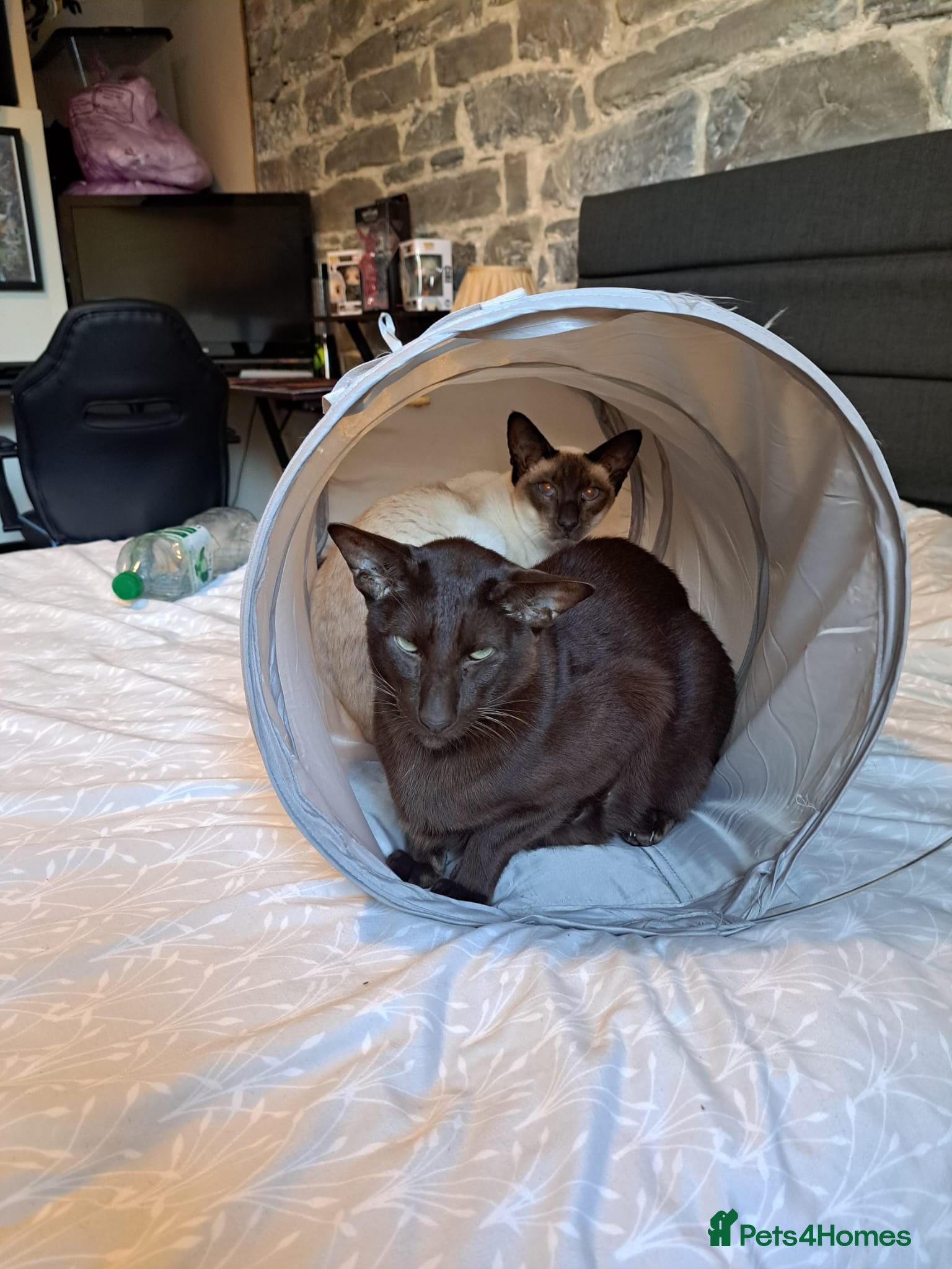 Siamese cats 8yr Siamese (F) & 7yr Chocolate Oriental (M) - Advert 1