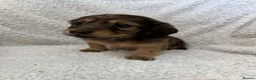 Miniature Dachshund dogs for sale: 5 beautiful long haired dachshunds!  in Bristol - Advert 11
