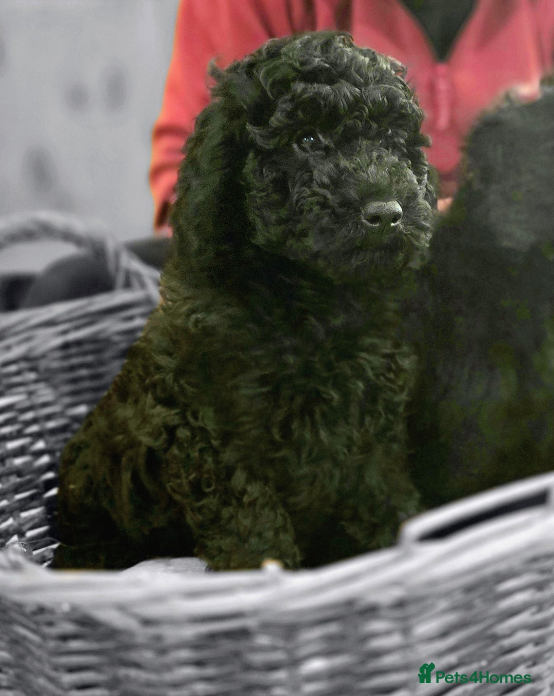 Cockapoo dogs for sale: Stunning F1b cockerpoo male - Advert 1