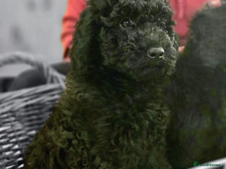 Cockapoo dogs Stunning F1b cockerpoo's male - Advert 11