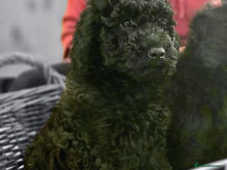 Cockapoo dogs Stunning F1b cockerpoo male - Advert 4