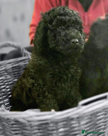 Cockapoo dogs Stunning F1b cockerpoo's male - Advert 11