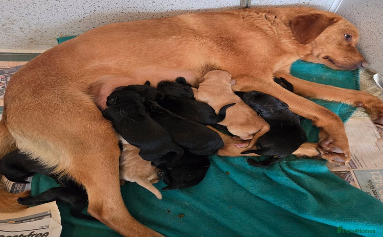 Labrador Retriever dogs - Advert 1