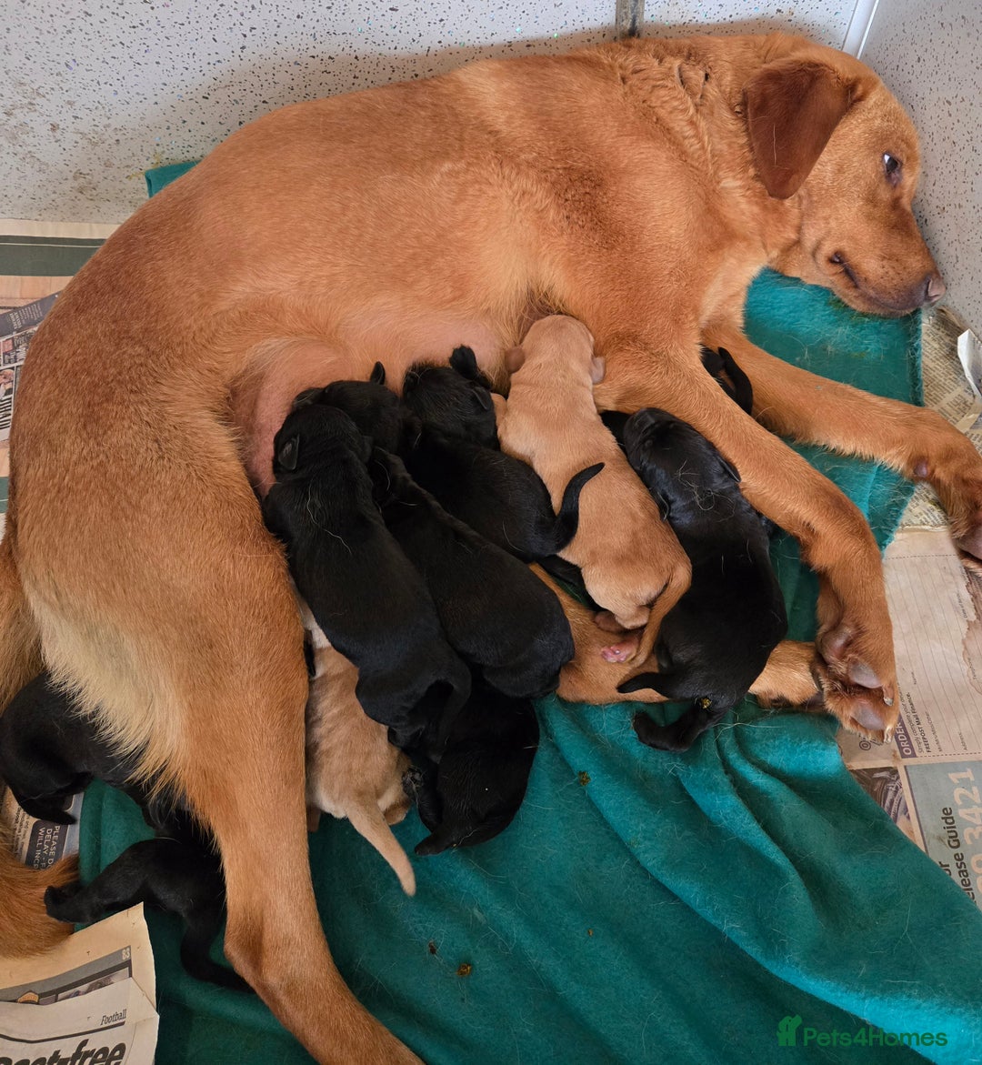 Labrador Retriever dogs for sale: Kc reg Black pups - Image 1