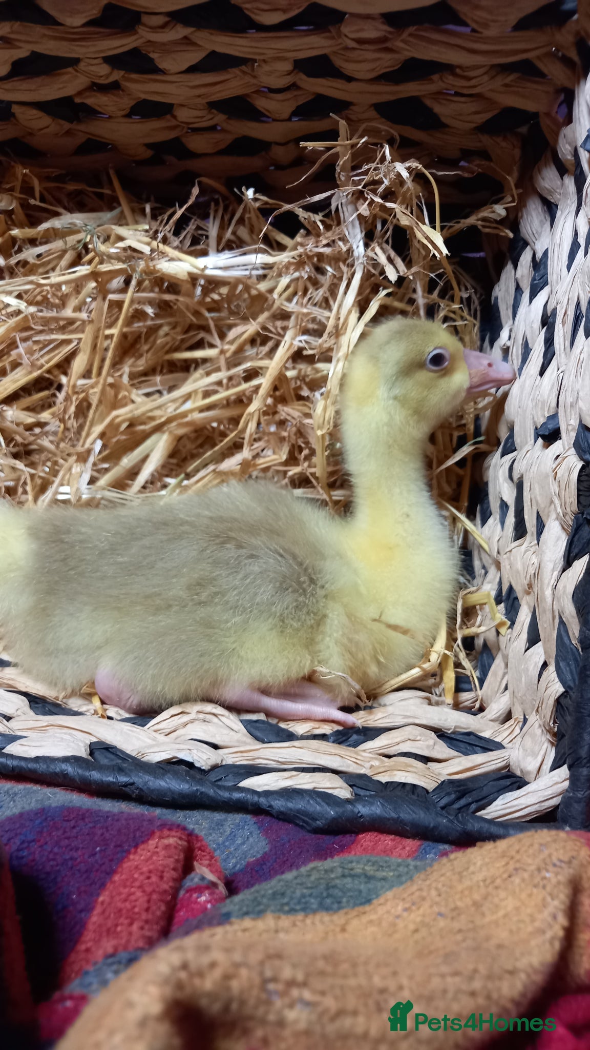 Geese poultry Goslings for Sale - Advert 16