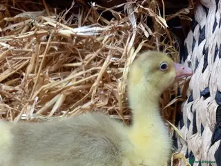 Geese poultry Goslings for Sale - Advert 5
