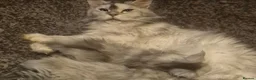 Maine Coon cats for sale: High silver tortie - Advert 4
