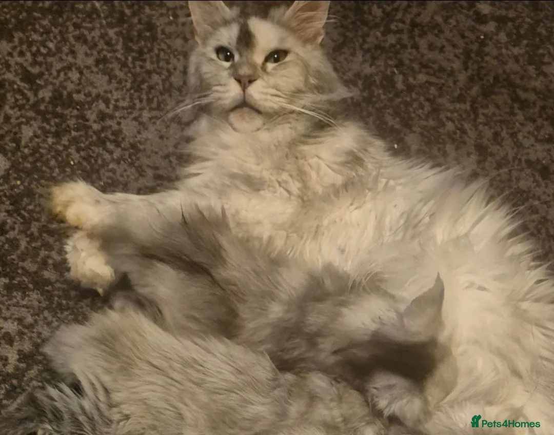 Maine Coon cats for sale: High silver tortie - Advert 4