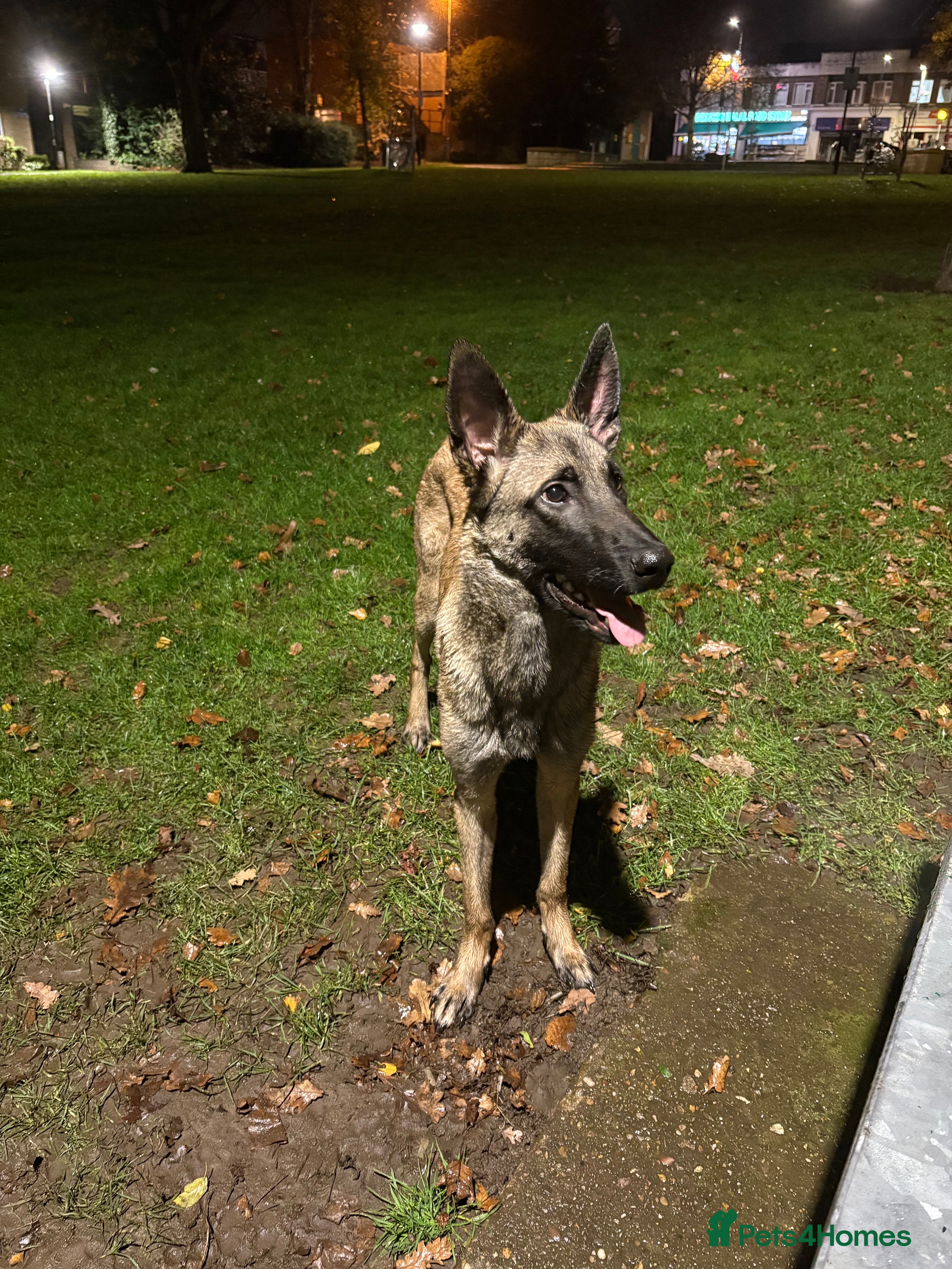 Belgian Shepherd Dog dogs 9 month Belgian Malinois up for sale (offers) - Advert 7