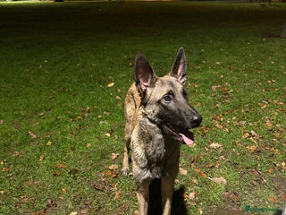 Belgian Shepherd Dog dogs 9 month Belgian Malinois up for sale (offers) - Advert 9