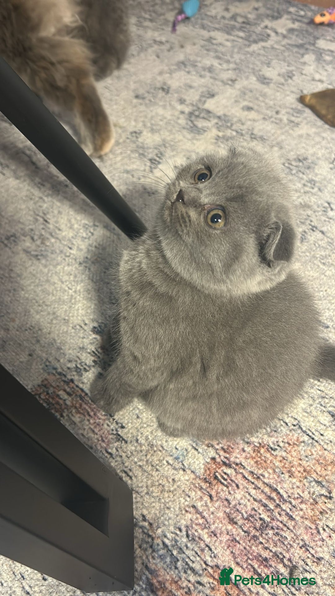 Scottish Fold cats for sale: Stunning Girl  - Advert 4
