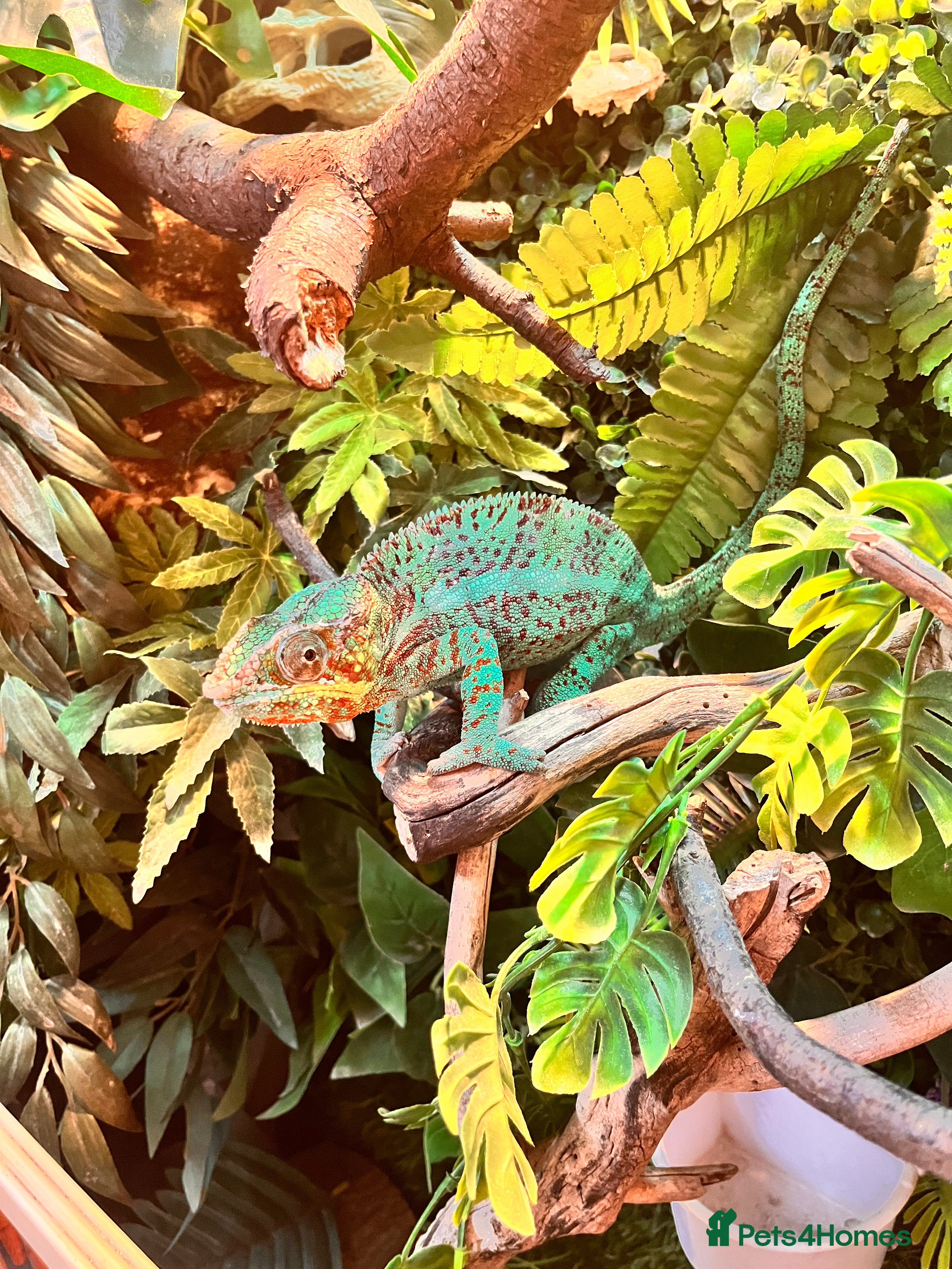 Chameleon reptiles Ambilobe Panther Chameleon babies  - Advert 1