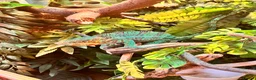 Chameleon reptiles for sale: Ambilobe Panther Chameleons - Advert 4