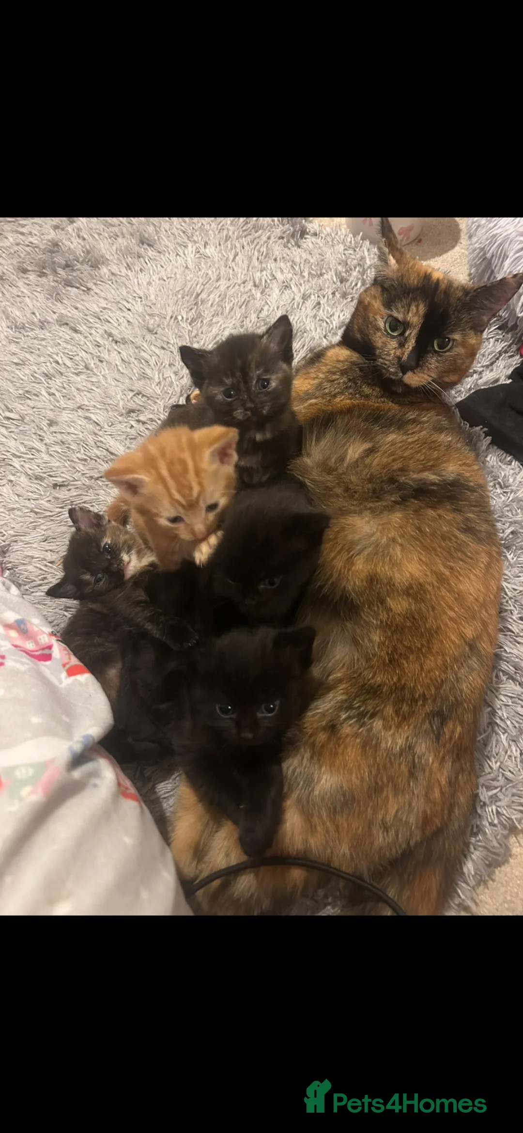 Mixed Breed cats for sale: Lovely mixed colour kittens ready to go - Advert 1