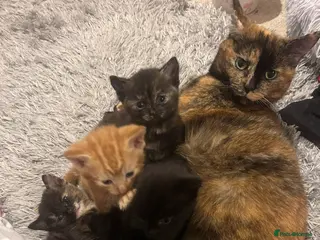 Mixed Breed cats Lovely mixed colour kittens ready to go - Advert 1