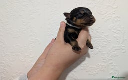 Rottweiler dogs for sale: 🐶 Rottweiler Puppies – German ADRK Bloodlines - Image 8