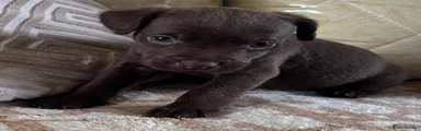 Choco 