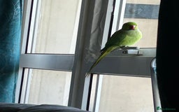 Parakeets birds for sale: Indian Ringnecks for sale in Southend-on-Sea - Image 2