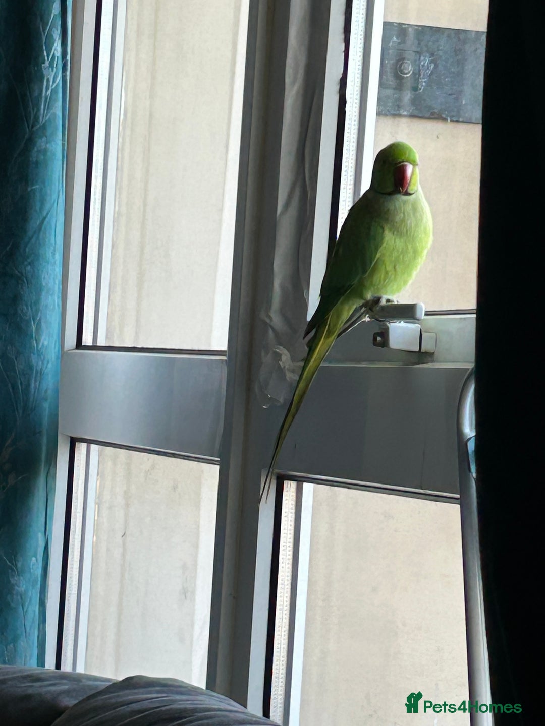 Parakeets birds for sale: Indian Ringnecks for sale in Southend-on-Sea - Image 2