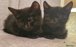Mixed Breed cats for sale: 2 x male kittens - Image 1