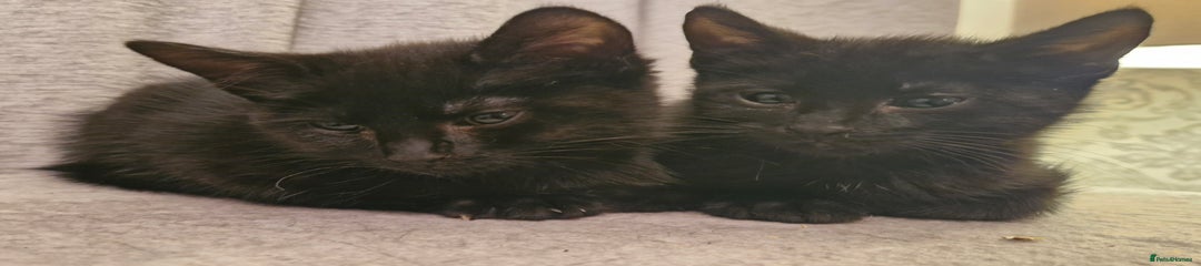 Mixed Breed Kitten 1
