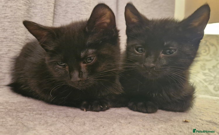 Mixed Breed cats - Advert 11