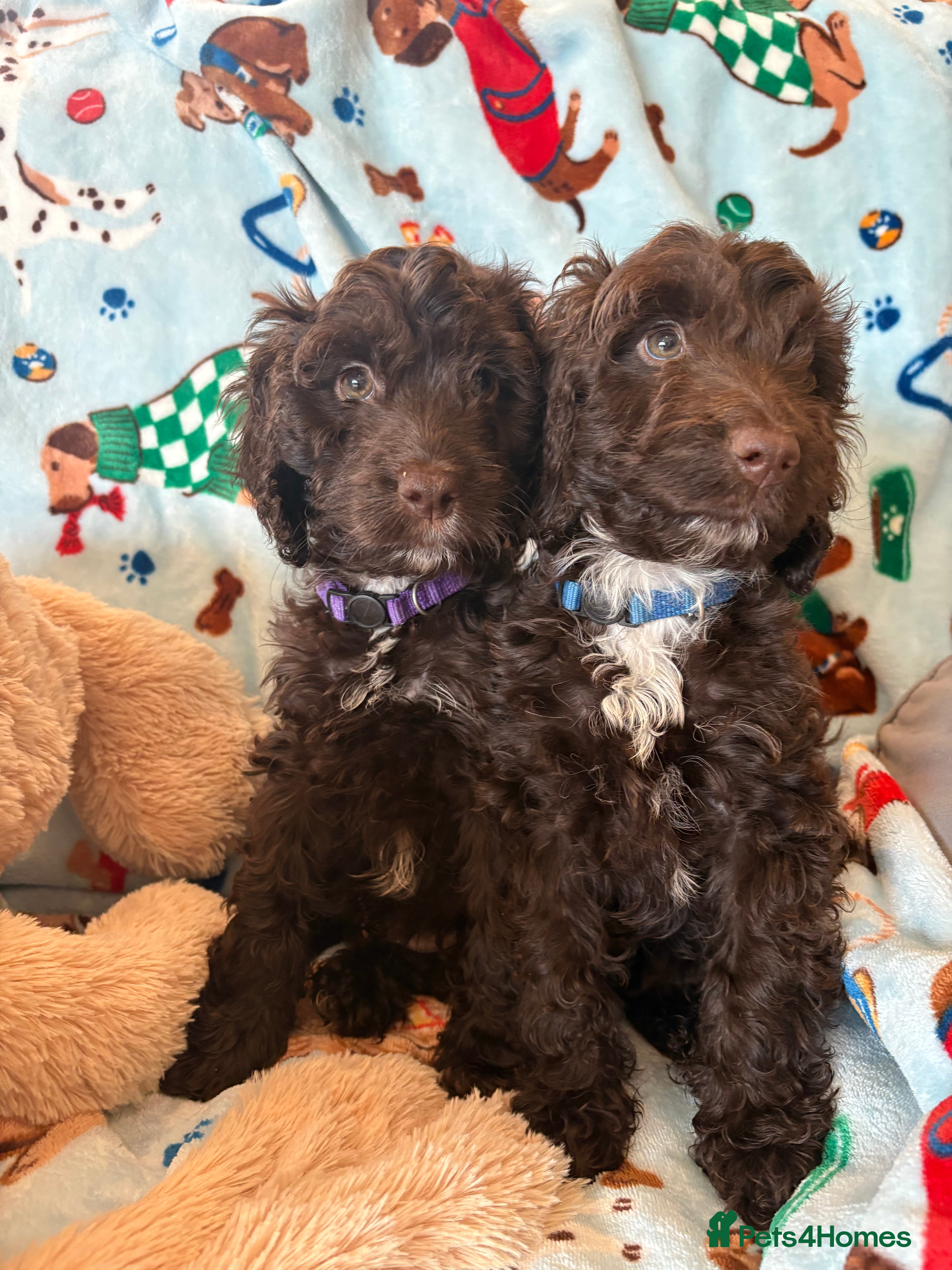 Cockapoo dogs Most Beautiful litter F1 Cockapoo puppies  - Advert 3