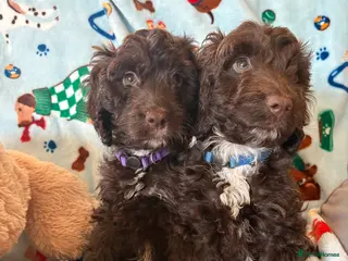 Cockapoo dogs Most Beautiful litter F1 Cockapoo puppies - Advert 3