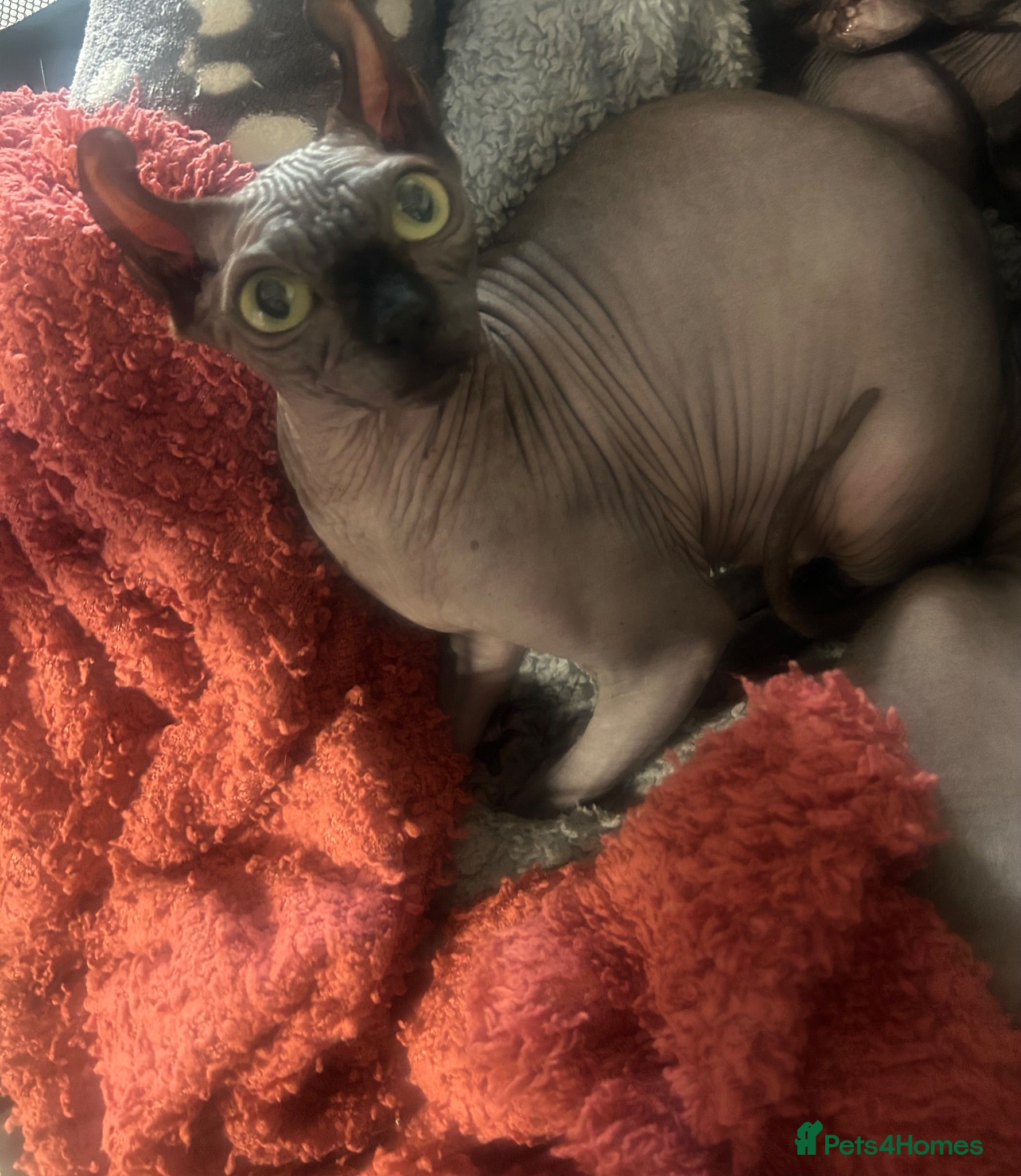 Sphynx cats Pure elf grey Canadian  - Advert 4