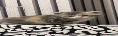 Mixed Breed Kitten 4