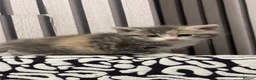 Mixed Breed cats for sale: 4 kittens for sale  in Rotherham - Advert 5
