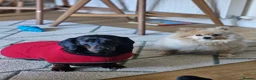 Dachshund dogs for sale: 4 year old spayed standard dachshund  - Advert 14