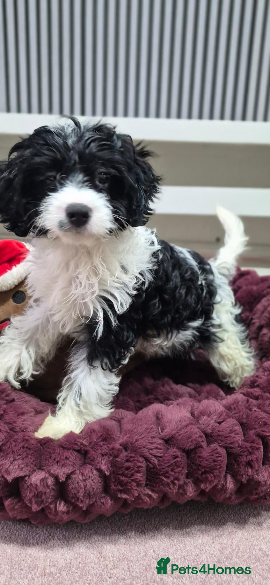 Cavapoo dogs for sale: Rare colour F1 Cavapoo puppy only one available  - Advert 10