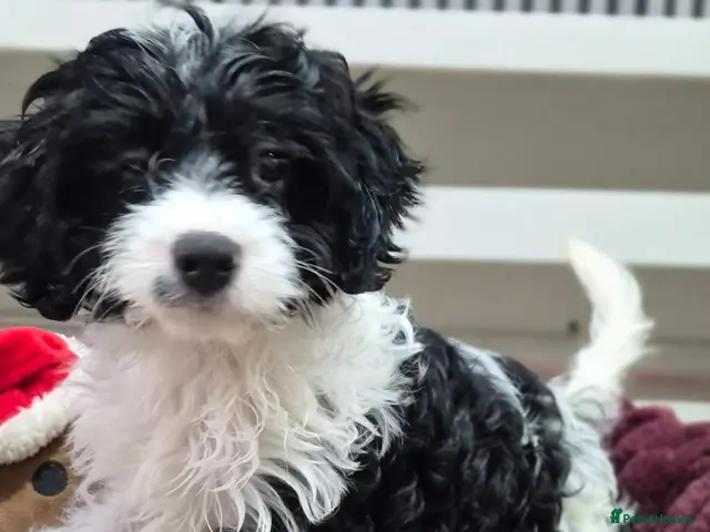 Cavapoo dogs for sale: Rare colour F1 Cavapoo puppy only one available - Advert 10