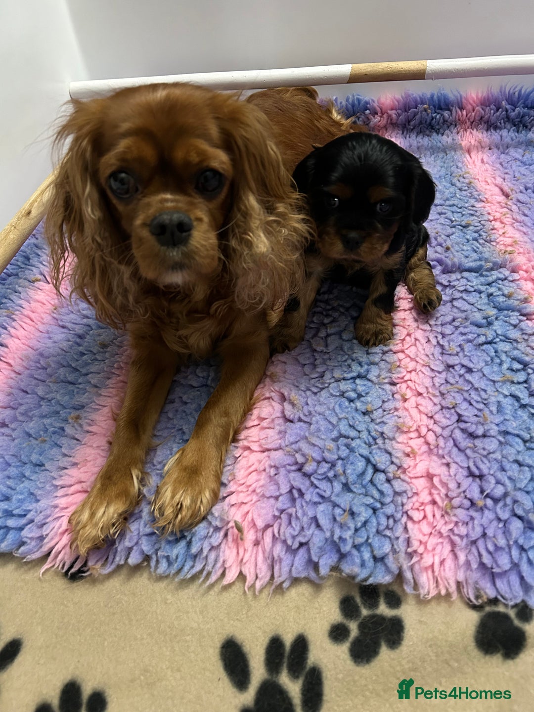 Cavalier King Charles Spaniel dogs for sale: RUBY BOY LEFT -Beautiful KC cavalier King Charles  - Advert 9