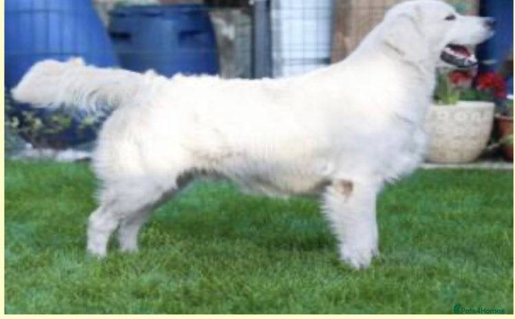Golden Retriever dogs - Advert 4