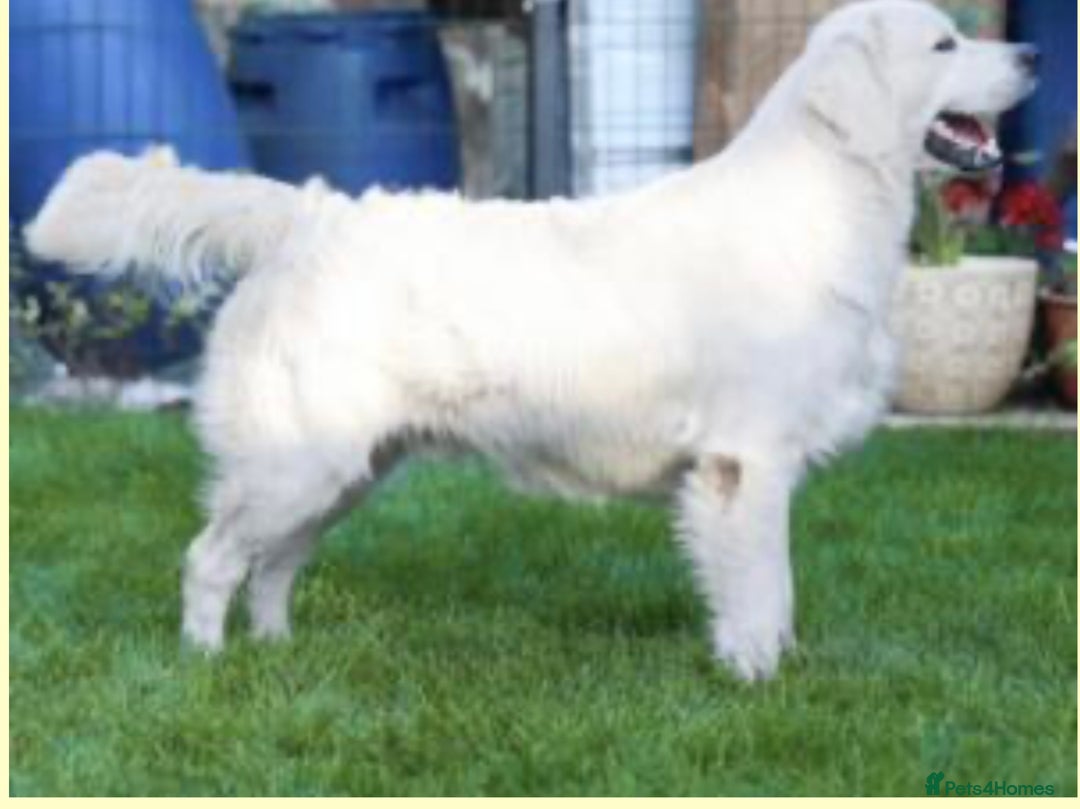 Golden Retriever dogs for sale: Litter Due - Image 1