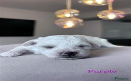 Bichon Frise dogs for sale: Bichon Frise - Image 4