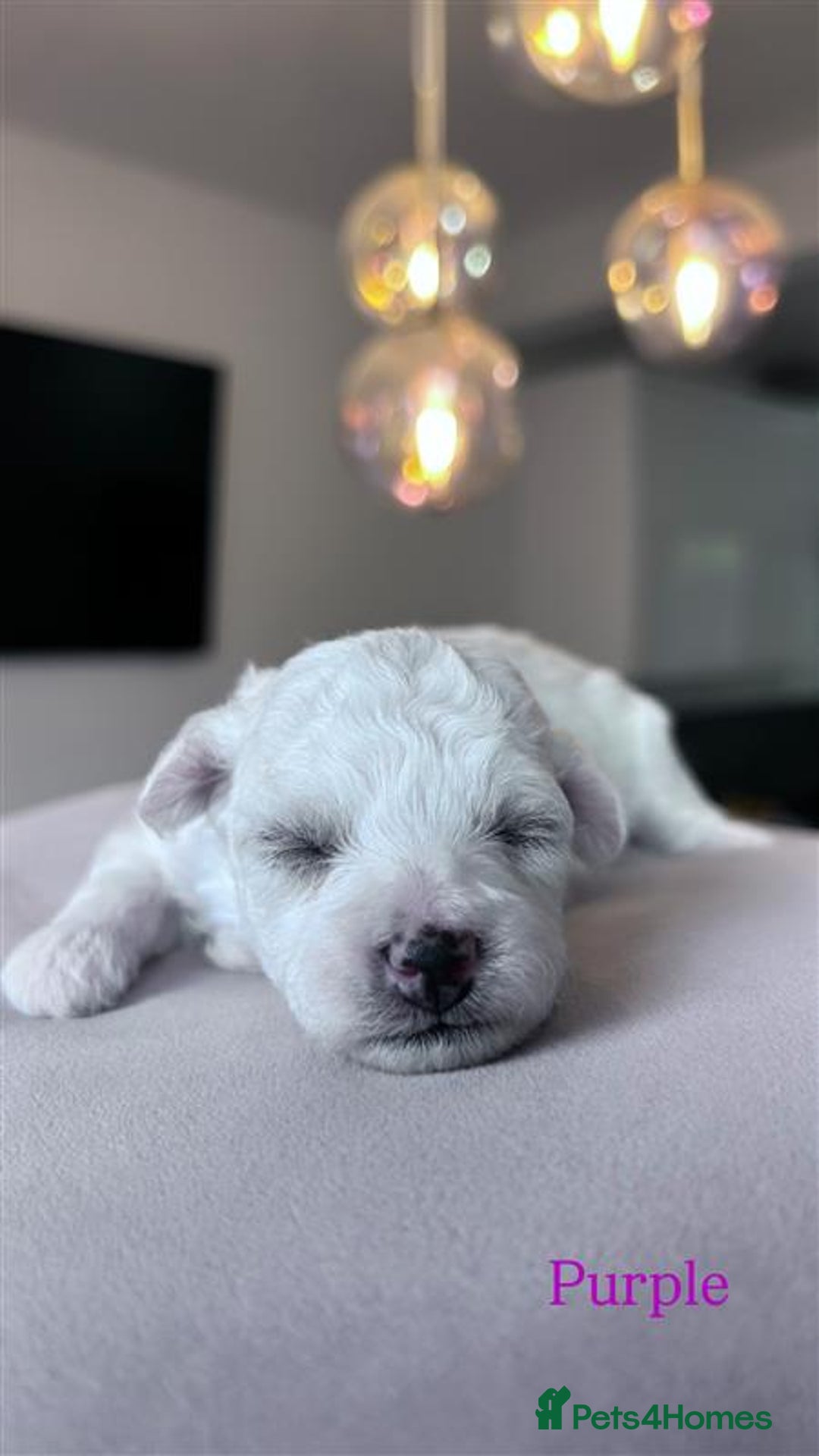 Bichon Frise dogs for sale: Bichon Frise - Image 4