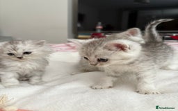 Persian cats for sale: Silver tipped chinchilla Persian/British shorthair - Image 5