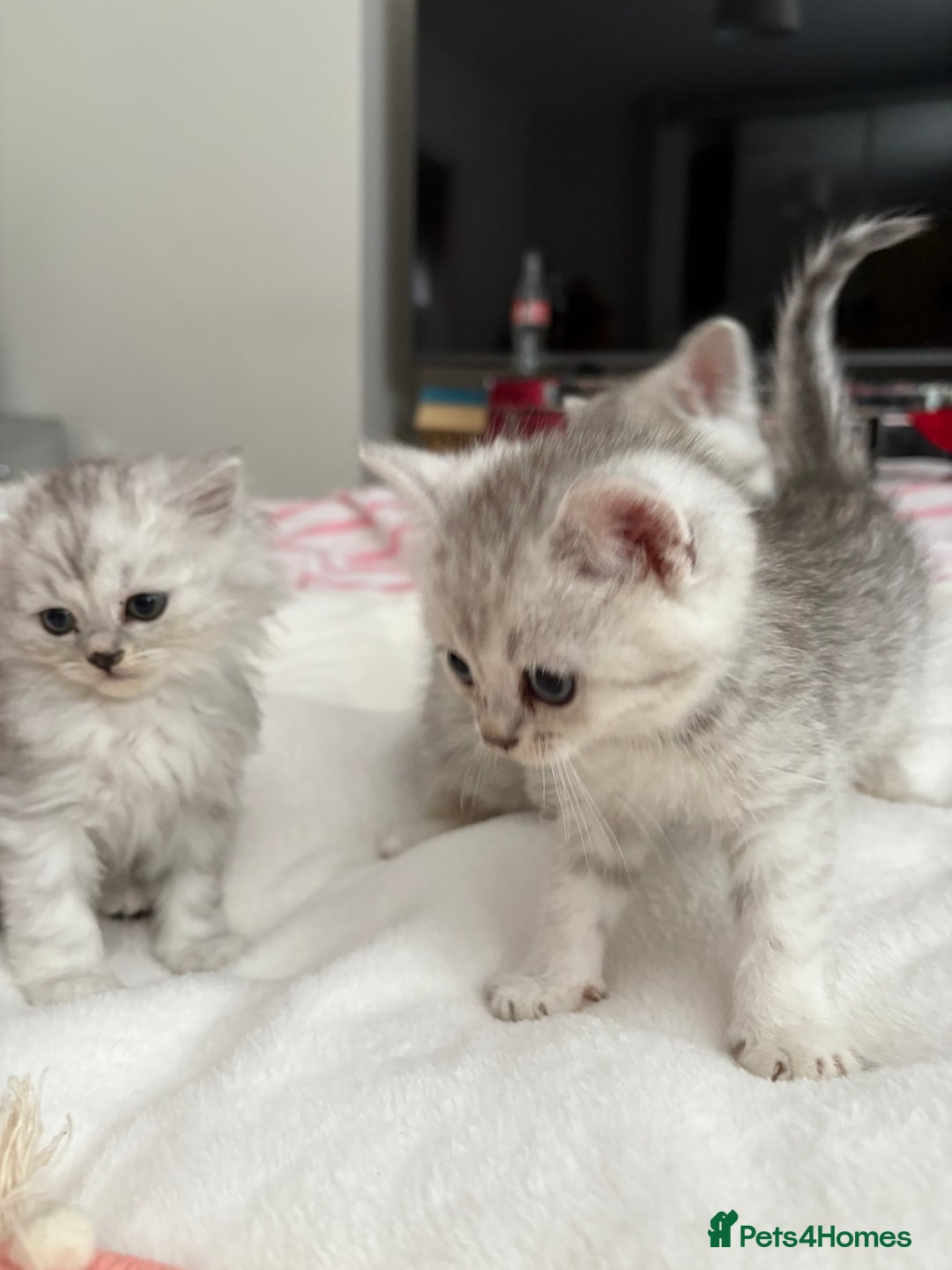 Persian cats for sale: Silver tipped chinchilla Persian/British shorthair - Image 5