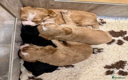 Cocker Spaniel dogs for sale: Golden KC working cocker spaniel puppies  - Image 4