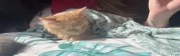Maine Coon cats for sale: Maine coon x Norwegian forest (rehome) in Stone - Advert 2