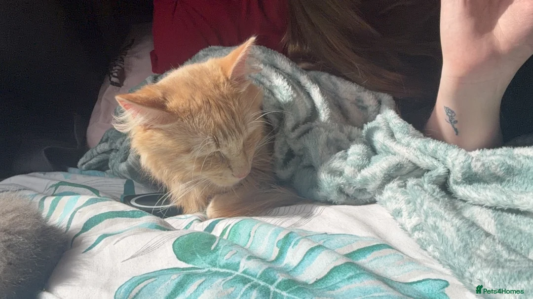 Maine Coon cats for sale: Maine coon x Norwegian forest (rehome) in Stone - Advert 2