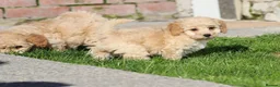 Cavapoochon dogs for sale: Beautiful Cavapoochon puppies for sale - Advert 37