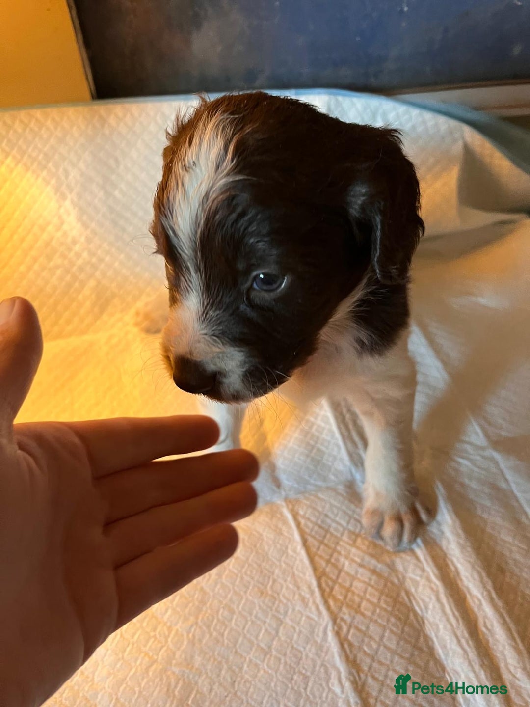 Sprocker dogs for sale: Beautiful Sprocker puppies - Advert 8