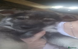 Shepsky dogs for sale: 4 gorgeous puppies - Image 3