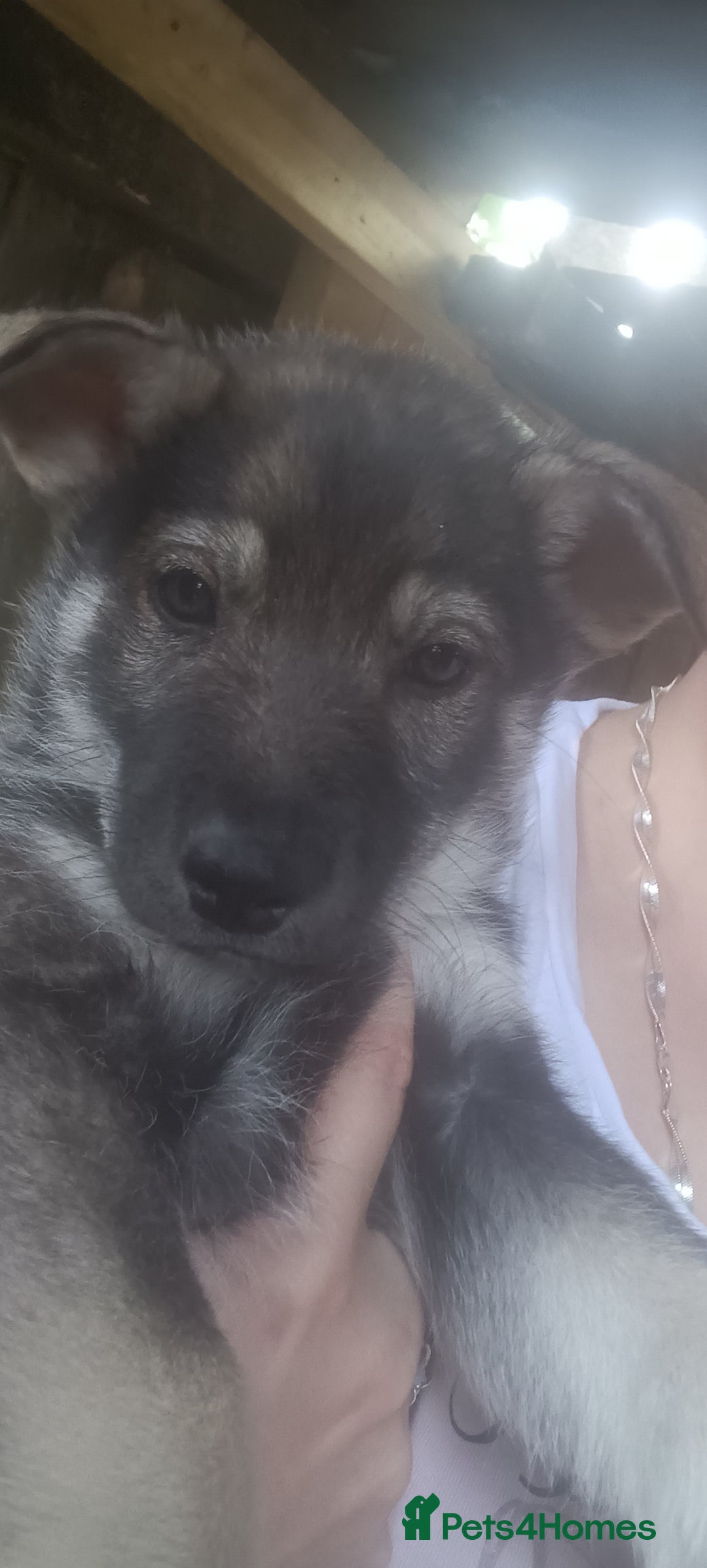 Shepsky dogs for sale: 4 gorgeous puppies - Image 3